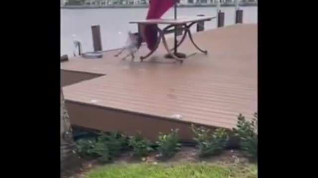 Try not to laugh funny animals 😹 #shorts