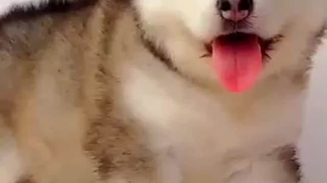 Cute short video