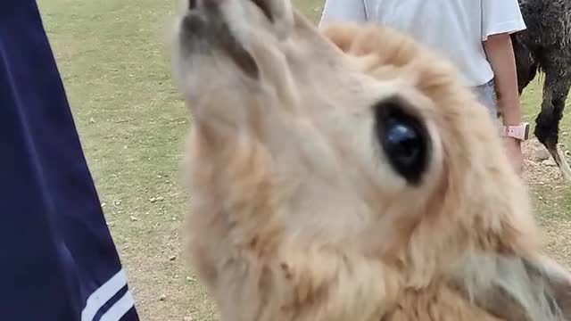 Feed the alpaca turnips