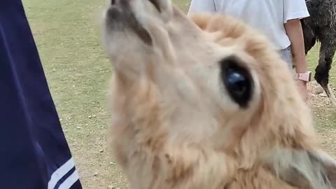 Feed the alpaca turnips