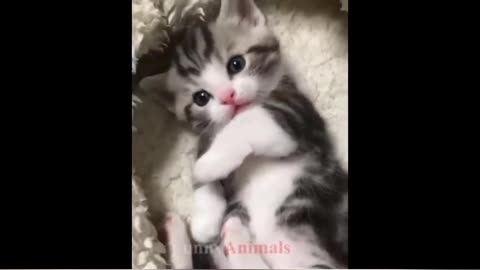 Cat kitten