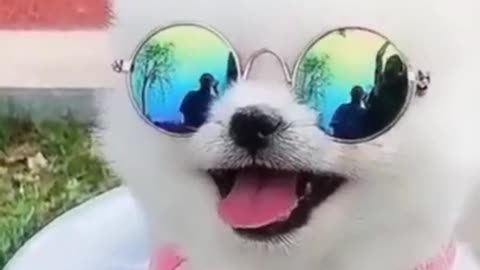 Funny short video dog.modle