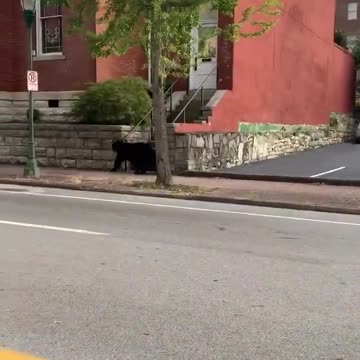 Bear casually roams the streets of downtown Chattanooga
