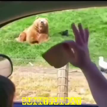 The smartest bear in jungle😋