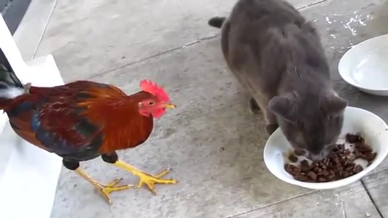 Funny animals Rooster vs cat