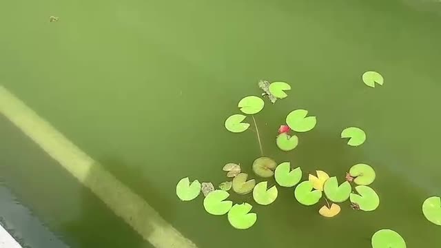 lonely water plant