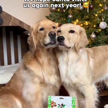 The dog it's almost bedtime