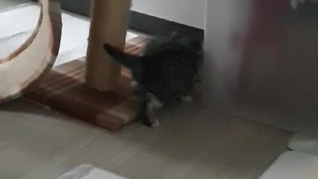 Baby cat brother and sister playing in the mini cat tower.