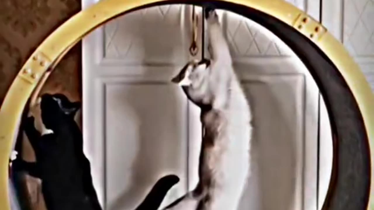 Cute cats 😍 memes #cute#memes#cats#foryourpage#funny