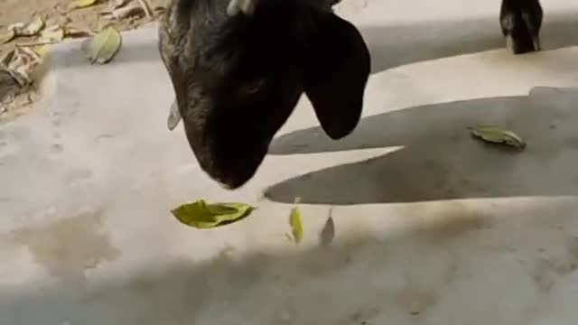 I took a video of the goat eating leaves, you all will be happy to see it, thank you