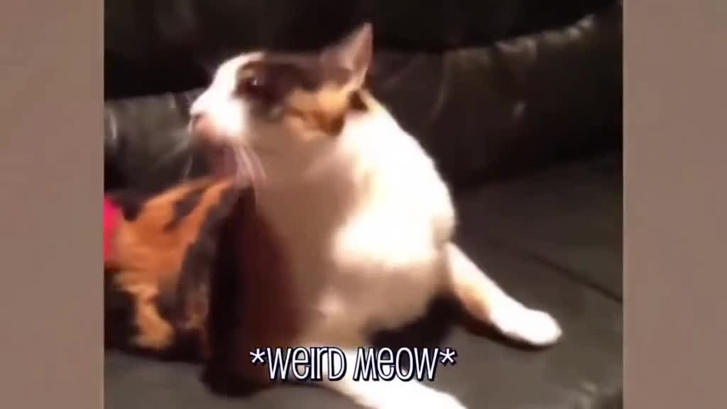 Funny cat singing