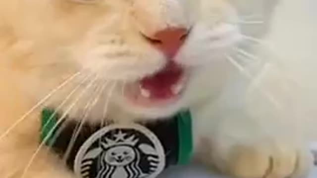 Cat funny 😂😂😂 video please like and subscribe pleaseeeeee