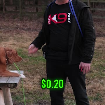 The BEST Leash on the Market