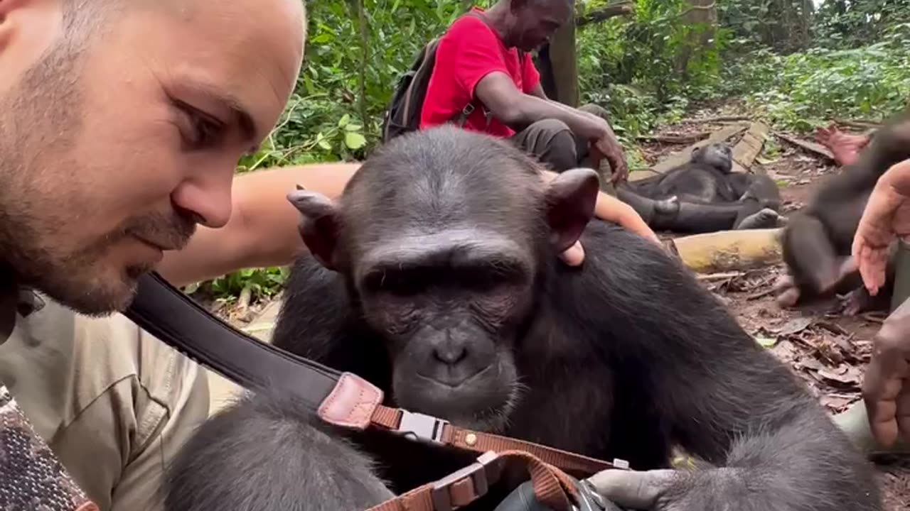 Curious chimpanzee