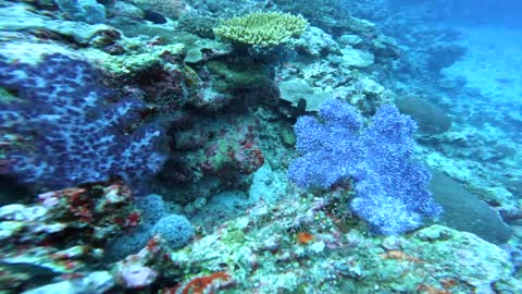 Diving Kadavu Island, Fiji