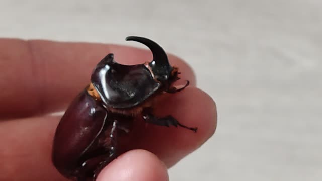 European rhinoceros beetle