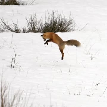 In winter, the fox is able to catch mice under snow up to 1.5 meters deep.