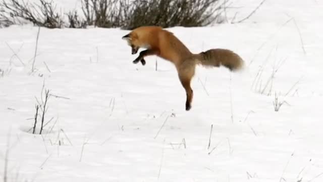 In winter, the fox is able to catch mice under snow up to 1.5 meters deep.