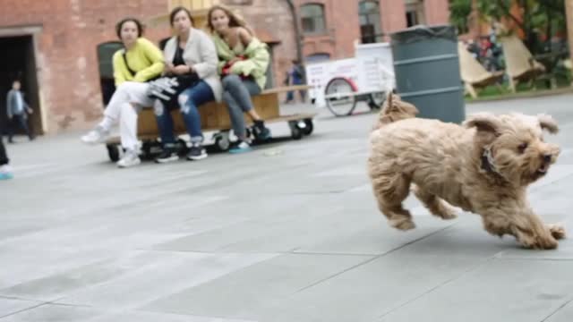 Cute Puppies Playing and Running