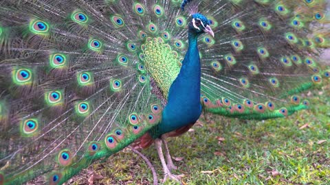 Peacock