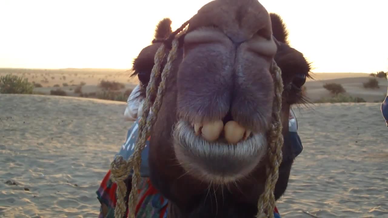 Thar desert camel chewing