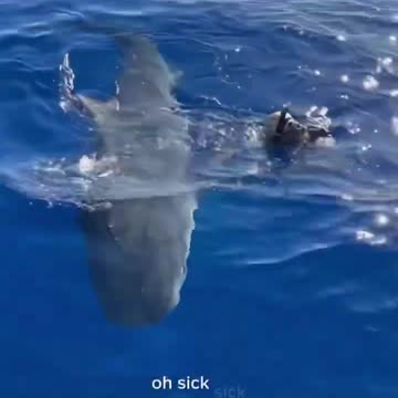 she and her shark friend 🤩😱