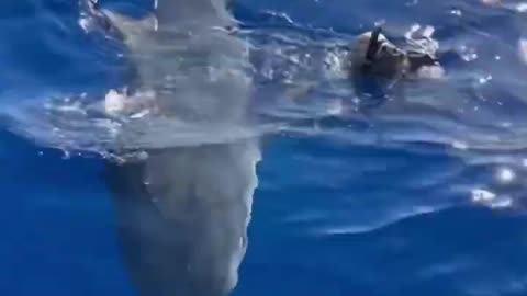 she and her shark friend 🤩😱
