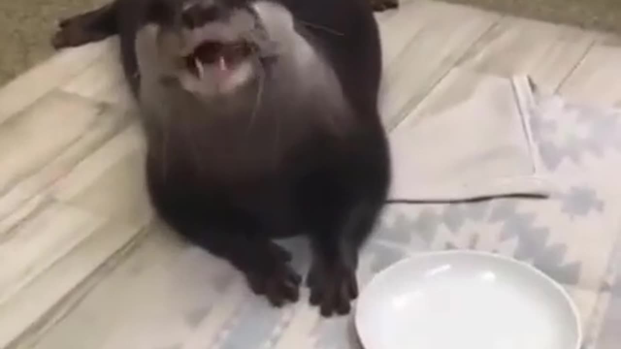 Otters enjoying some shrimp 😊