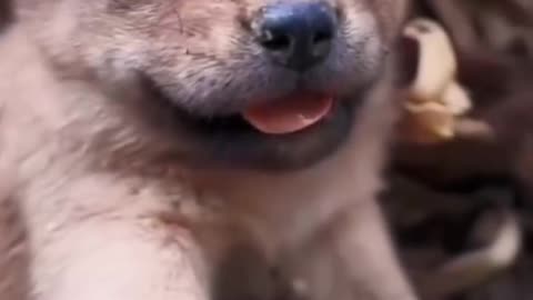 Dog Lover viral video, Dog Lover, viral