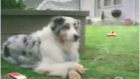 "Understanding and Easing Canine Sadness: A Heartfelt Look at Dogs' Emotions"