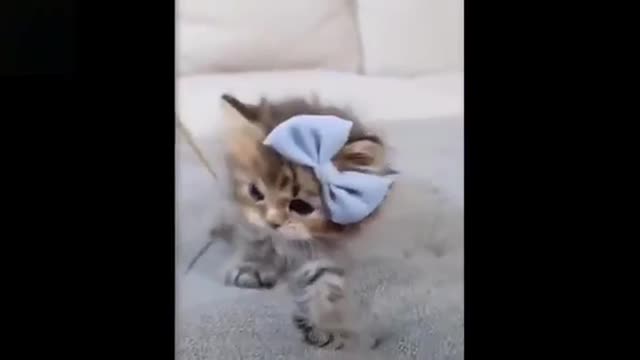 cat playing blue ball