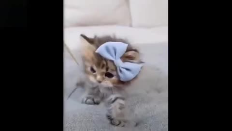 cat playing blue ball