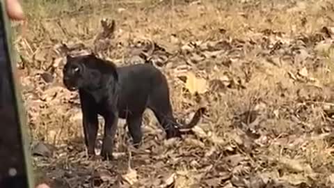 Very Rare Black Panther Climb Tree