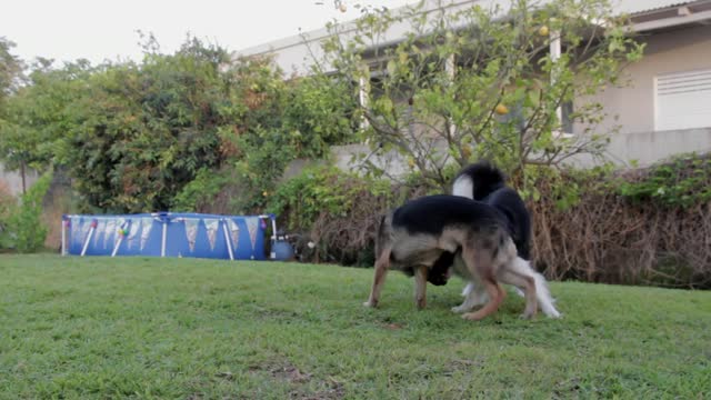 2 funny pet dogs are playing in a gardan