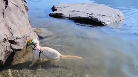 Cat Enjoys Swimming at His Favorite Lake