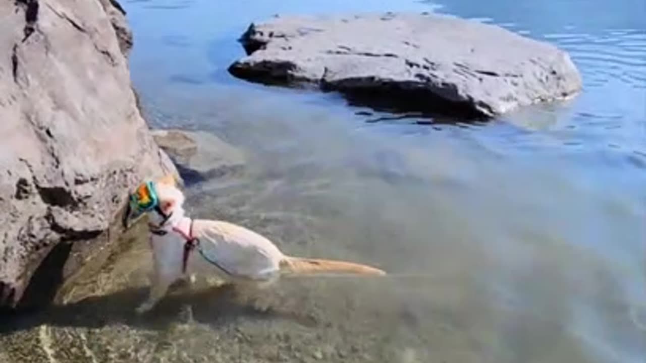 Cat Enjoys Swimming at His Favorite Lake