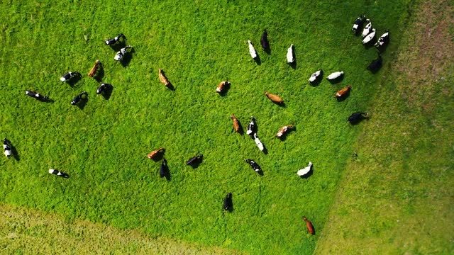 Drone footage funny cows playing and pasting