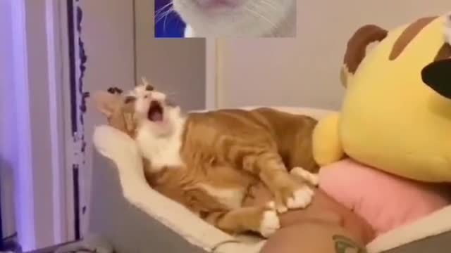 A kitten with a dizzy foot