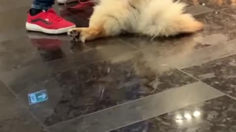 Cute Dogs || Dogs lover || Dogs world || Dogs entertain || Dogs fun || puppy Dog's
