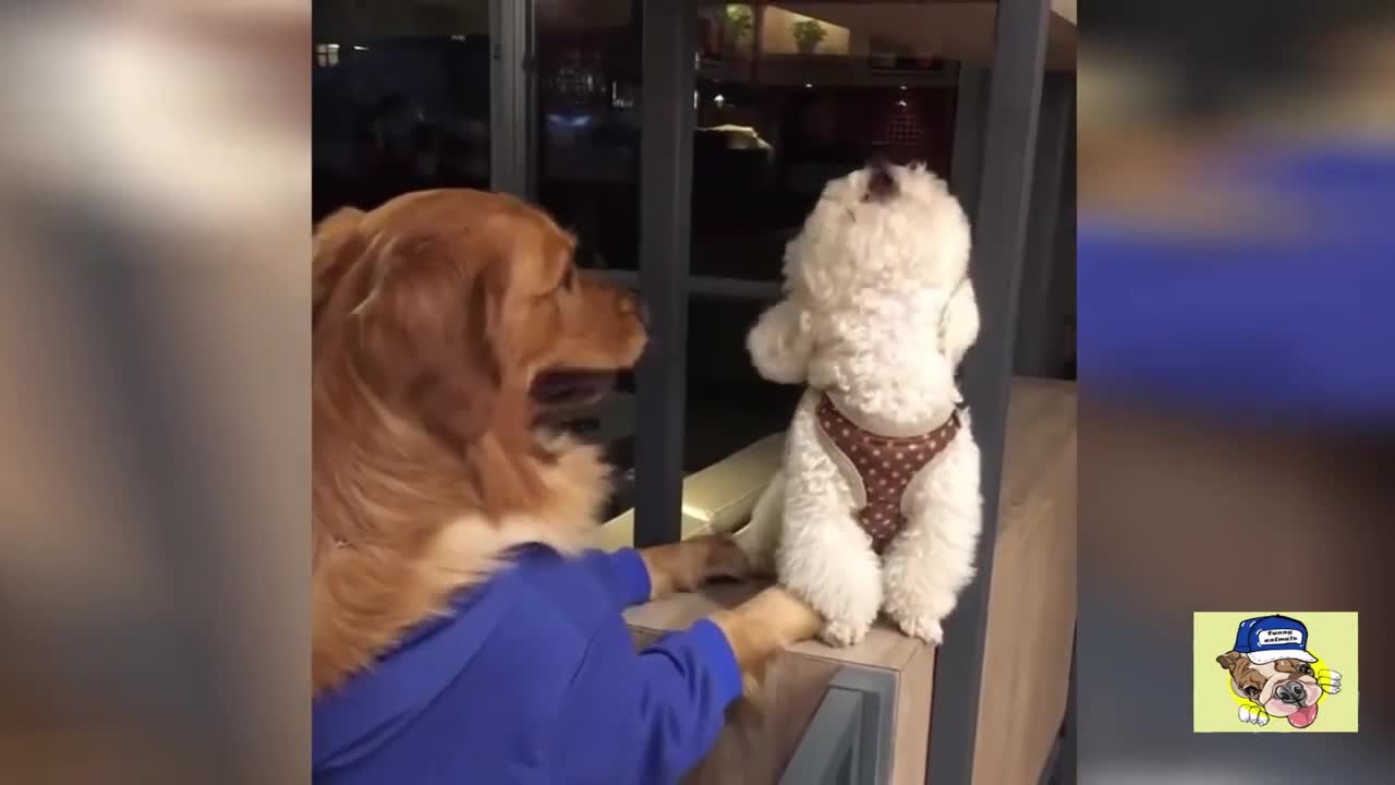 #Faze #comice #animale #funny #animals Funniest Dogs And Try Not To Laugh - Funny Pet Life
