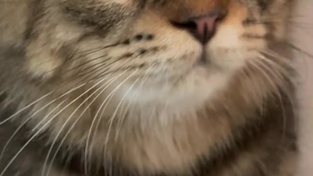the cat video from tiktok, the cat videos funny