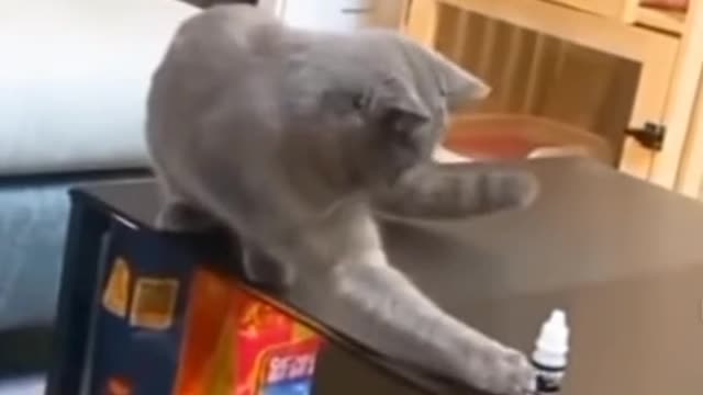 Funny catπππ #funny #cat #funnycat