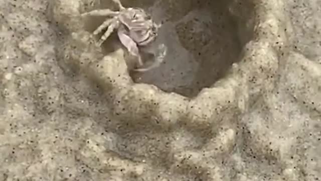 Crab refuses to pay rent