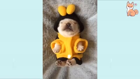 Funny and cute videos of dogs and puppies