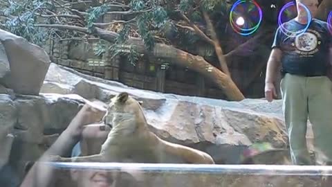 MGM Lion Attack in Las Vegas Caught on Camera