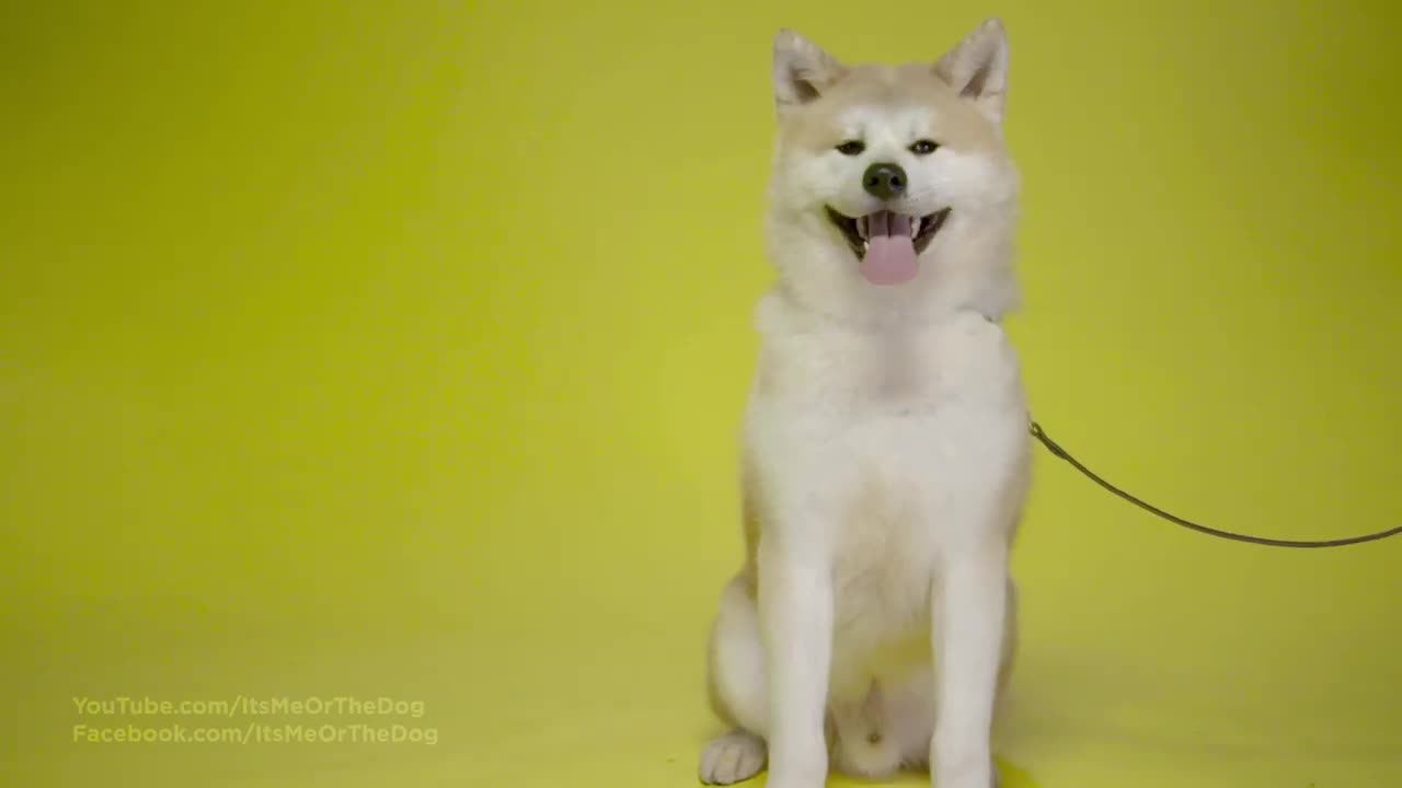 Hyper-Aggressive Dog 'Rusty' Gets Violent at the Vets