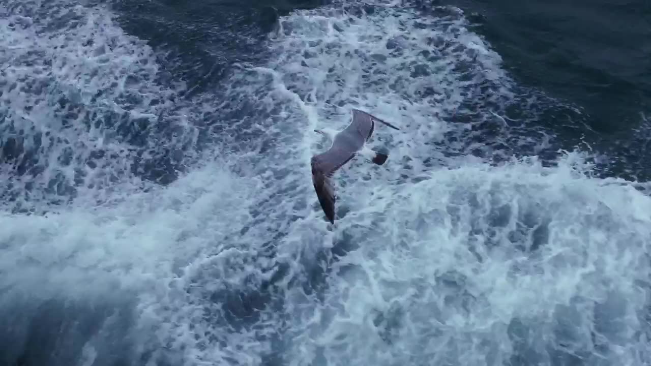 Seagulls flying over the sea, tracking shot