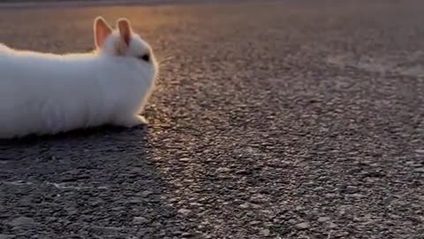 Short legs hopping around, so cute!