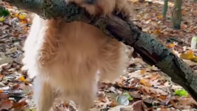 cute dog