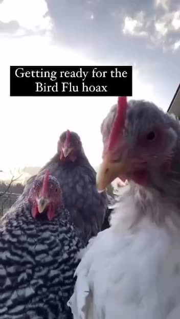 Gettin Ready For That Bird Flu Hoax Like...